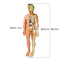 Educational 3D Anatomy Model for Children