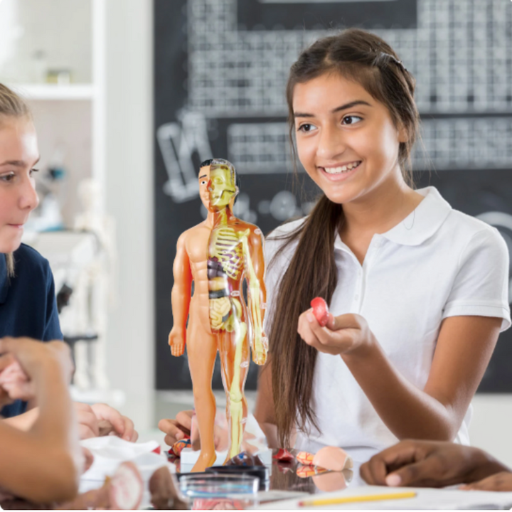 Educational 3D Anatomy Model for Children