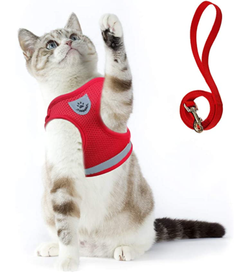 Katte harness and strap for secure outdoor adventure