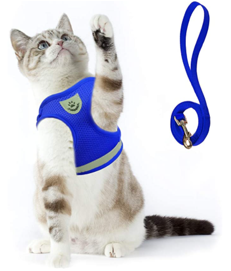 Katte harness and strap for secure outdoor adventure
