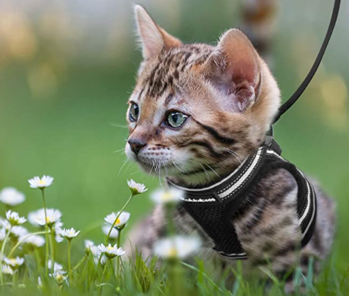 Katte harness and strap for secure outdoor adventure