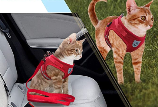 Katte harness and strap for secure outdoor adventure