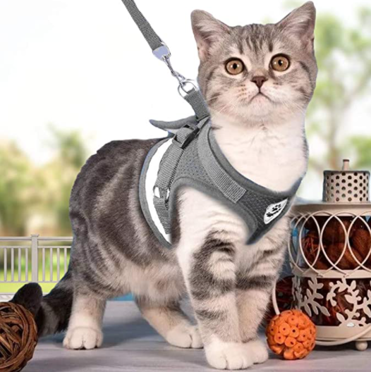 Katte harness and strap for secure outdoor adventure